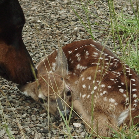 Meet your Posher, Teri @ The Shabby Saltbox - Picture 6 of 9